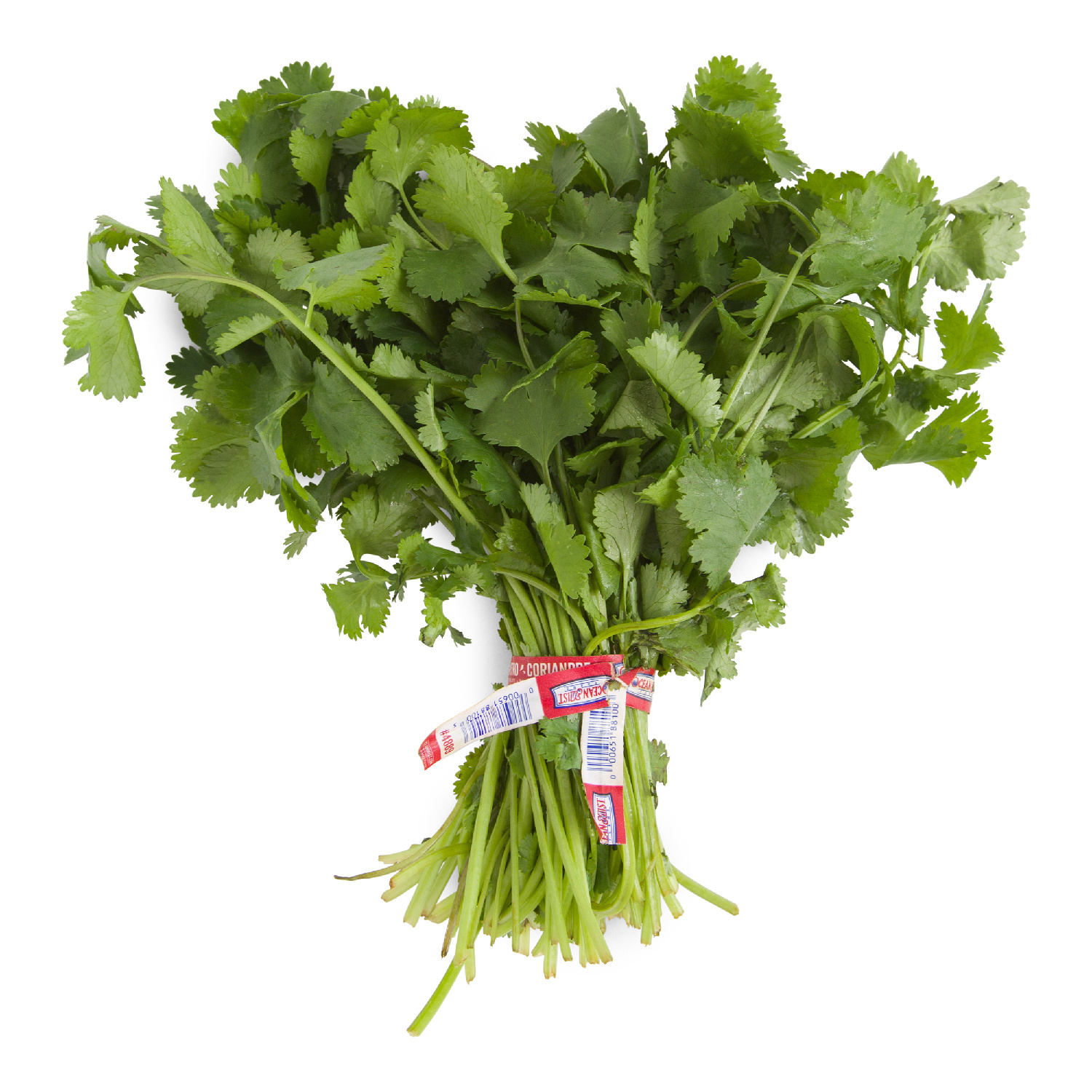 image of Cilantro Clean Wash Fresh Herb