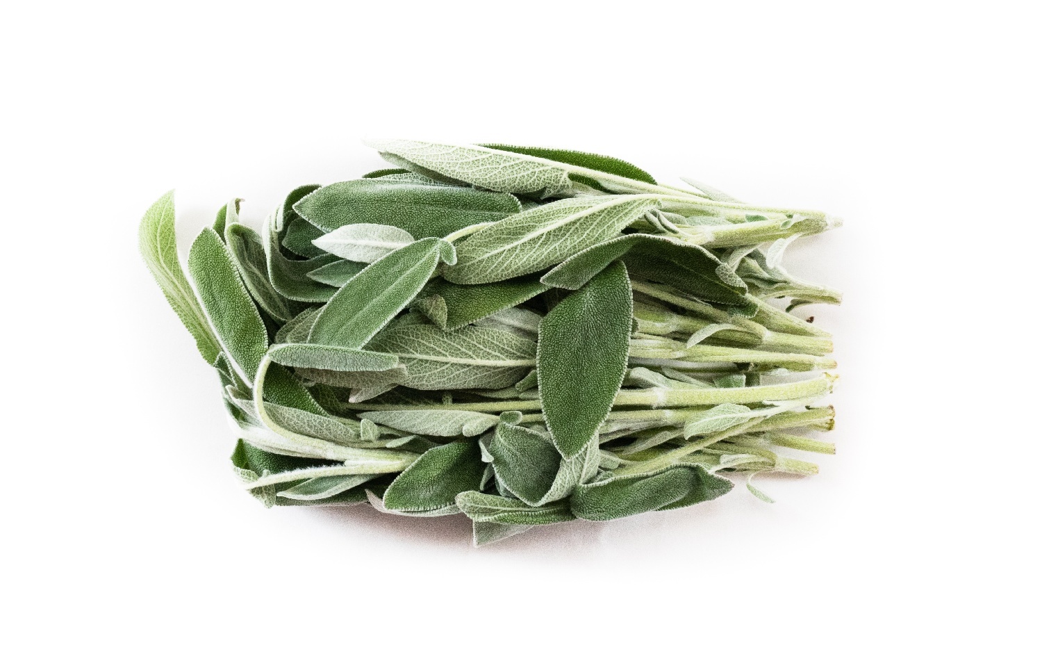 image of Sage Fresh Herb