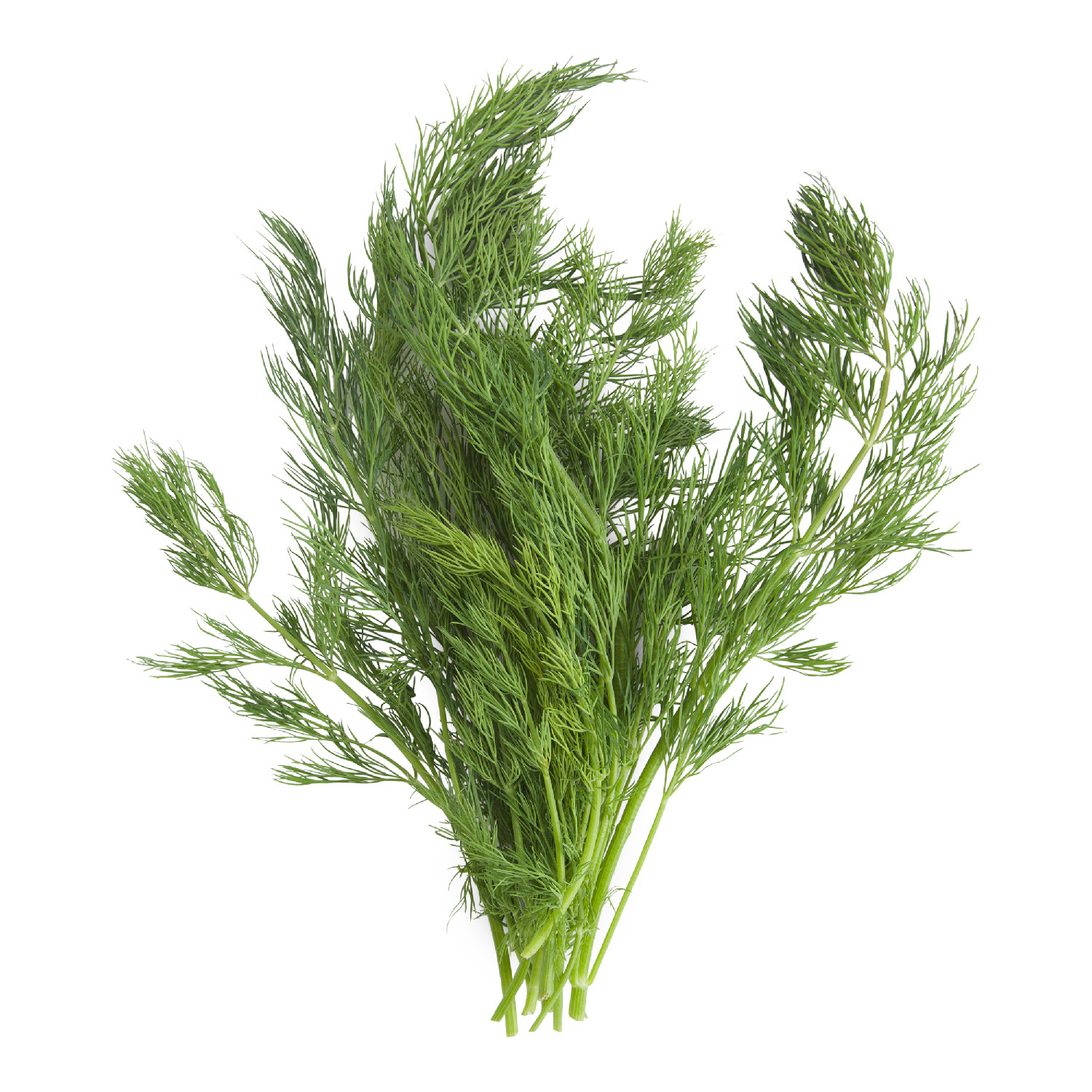 image of Fresh Dill