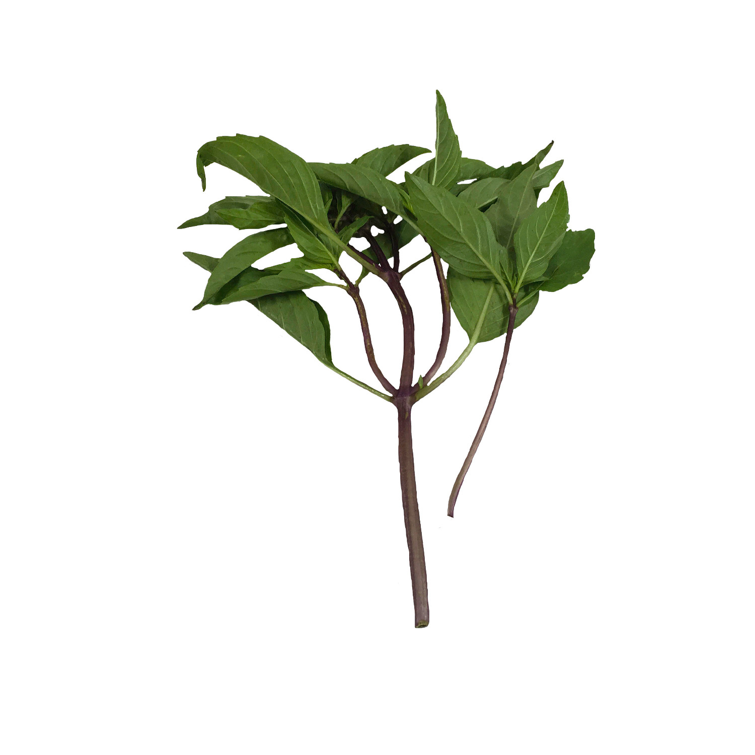 image of Thai Basil