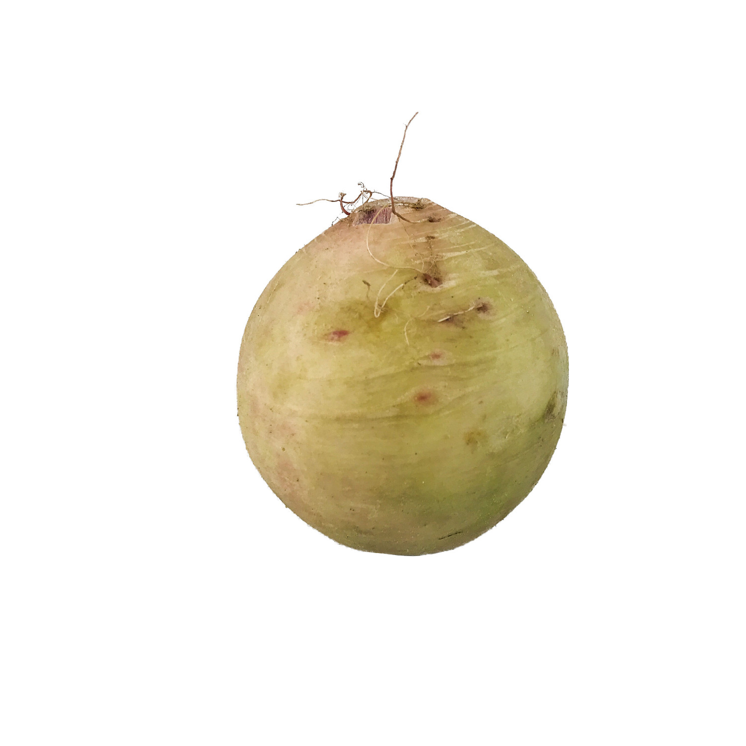 image of Radish Watermelon (9011453+9209891)