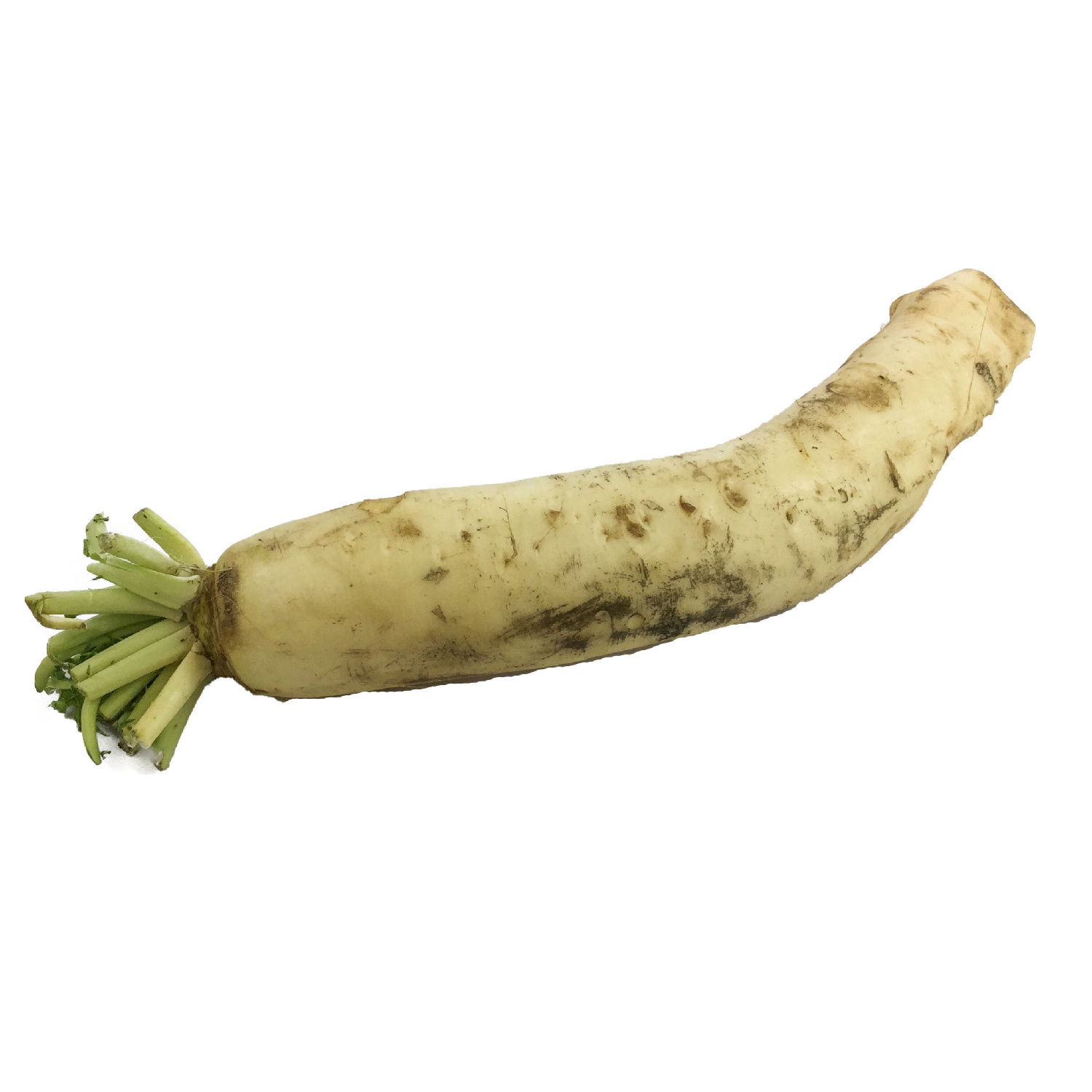 image of Daikon Radish